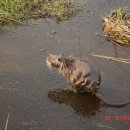 우리나라에 서식하기 시작하는 대형쥐 `뉴트리아`의 심각성~ 이미지
