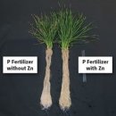 인산을 농작물에 적용할 때, 아연을 잊지 마라 Don’t Forget Zinc when Applying Phosphorus to Your Farm2 이미지