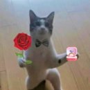 로맨틱가이 - 평택시 | 프로포즈 받은 후기, 프로포즈 성공 후기, 로맨틱가이의 프로포즈 후기, 사야스시앤카츠, 올드몬트...