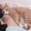 겨울이 되면 고양이 집사들이 더 행복해지는 이유.gif 이미지