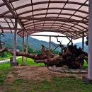 왕소나무길 이미지