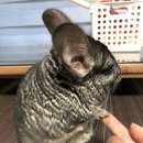 달나라 토끼농장 이미지