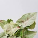 싱고니움 밀크컨페티와 모히또 키우기 이미지