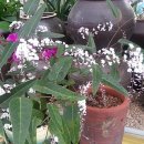 호산나화원 이미지