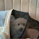 벨마레펜션 | 4일 애견동반 강원도 여행(고성편) 테라스의아침 · 교암막국수 · 벨마레펜션 · 문암해변 · 배달회만족