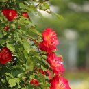 한강신도시호수공원 이미지