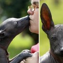 도그헤어 이미지