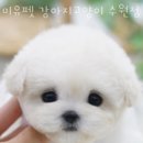 미유펫 강아지고양이 수원점 이미지