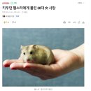 햄스터에 물려서 사망 ㄷㄷ 이미지