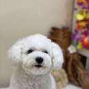 아미고 펫살롱 이미지