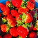 우두농장 | [일상기록] 딸기집 딸내미 딸기농장 방문기록🍓🍓🍓(우두두도 댕겨옴)