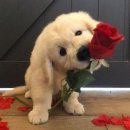 사랑손약국 이미지