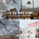 수원-1417 | 수원 벚꽃카페 도나스데이 본점 평일 방문 후기 벚꽃 시즌 현실후기(실시간 개화 현황)