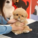 계성메디칼 | 대구강아지분양 미유펫 후회없이