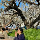나무카페 | 천안 직산 배나무숲 카페 방문 후기 꼭 체크하세요