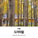 꽃도리집 | 경주 도리마을 은행나무숲 단풍 명소 11월 가볼 만한 곳 추천