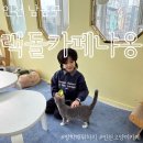 고양이카페 랙돌 | 방학때 뭐하지? 인천 고양이카페 랙돌카페냐옹에서 엄마도 아이도 힐링한 후기 인천아이와가볼만한곳 추천