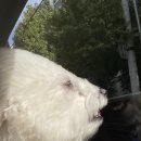 아틀리독 이미지