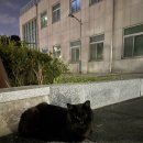 자담치킨월곡우산점 | 25-2학기.zip