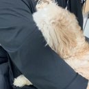 앨리스in동물병원 이미지