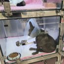 금빛동물병원 이미지