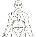 ● 장부명당경혈학(臟腑明堂經穴學) - 수태음폐경(手太陰肺經) 경혈도 그림 이미지