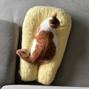 송송그루밍 | 팥앤찜 개필로우 후기 근데 이제 고양이가 쓰는... (강아지고양이바디필로우, 강아지고양이쿠션)