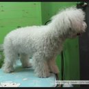 루비 애견샵 이미지