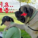 백돼지