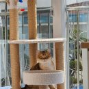 라온캐터리 이미지