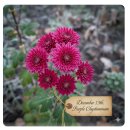 사군자 국화 | 꽃말 자홍색 국화 12월13일 속뜻 탄생화 의미