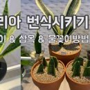 산세베리아