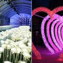 별빛하루 이미지