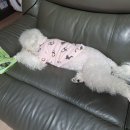 러브아지 이미지