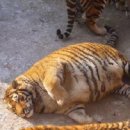 돼랑이 이미지
