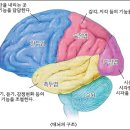 사람 '뇌'의 신비 이미지