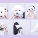 센트럴 독 이미지