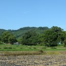 부여(임천)-08 | 괴산 문법리 느티나무 마을숲