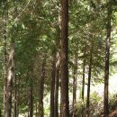 편백연 관광농원 이미지