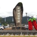 문경오미자