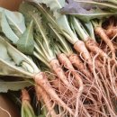 선향농장 이미지