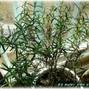 로즈마리 가꾸기 이미지