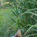 용늪펜션 | 강원도계곡펜션 용늪 개구리펜션 7월국내여행 계획하면서 알아본 계곡 숙소