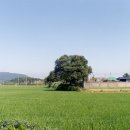 상주 조공제 이미지