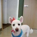 별난동물병원 이미지