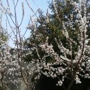 삼향농원 Daum카페