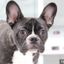 타잔동물병원 이미지