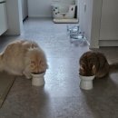 도담도담 고양이 호텔 네이버블로그