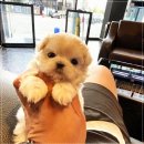 베이비몽 강아지분양 인천청라점 | 베이비몽 강아지분양 인천청라점에서 느낀 우리 가족의 새로운 시작