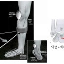 더 바른 더 강한 이미지